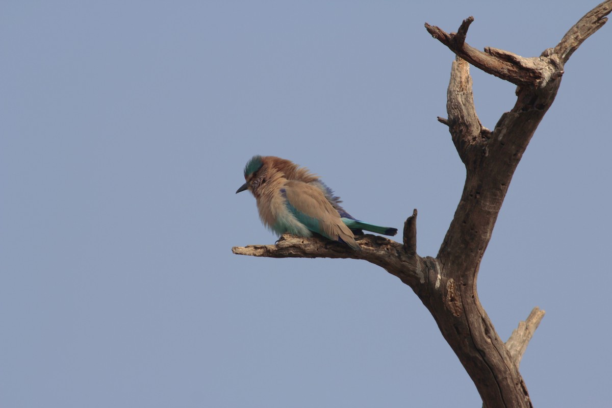 Indian Roller - Pedro Plans