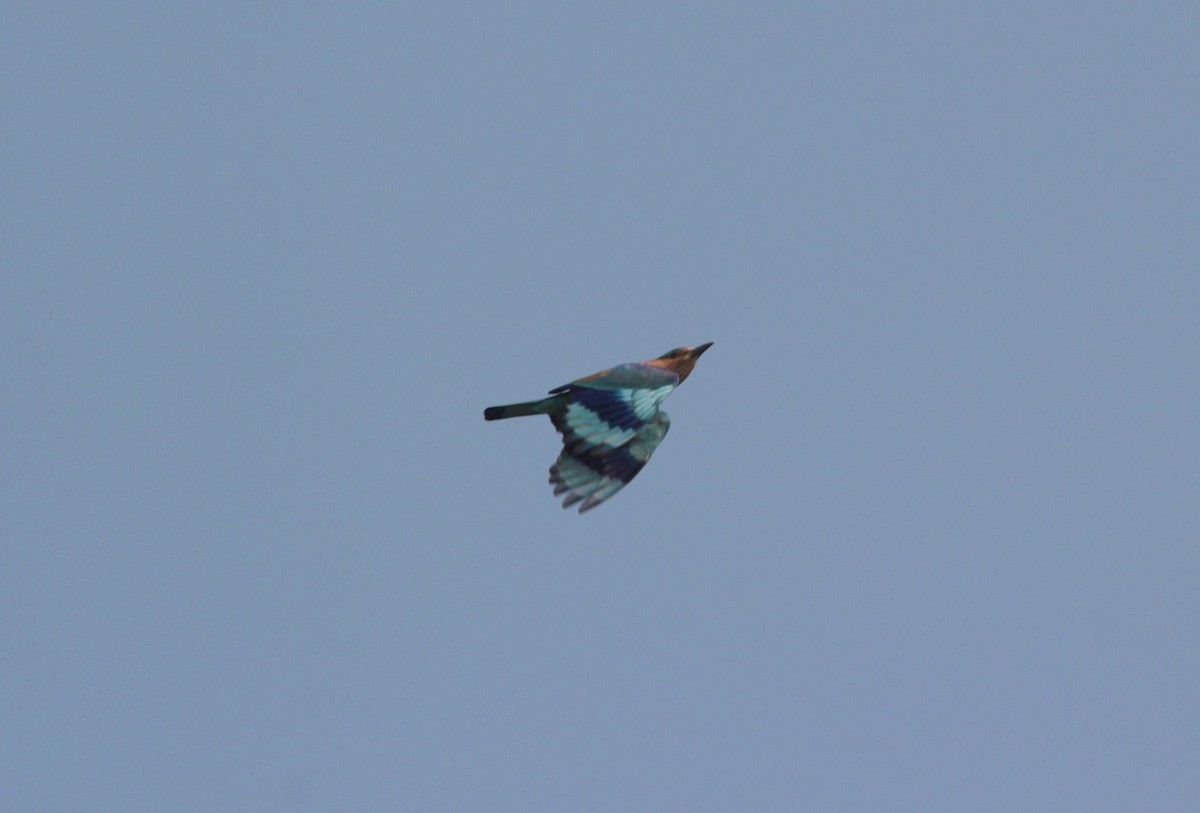 Indian Roller - Pedro Plans
