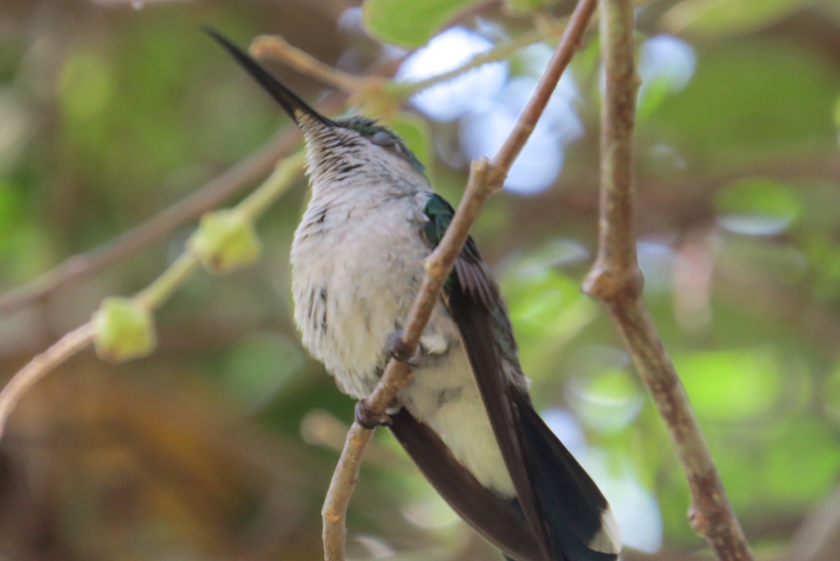 Colibrí de Buffon - ML340867111