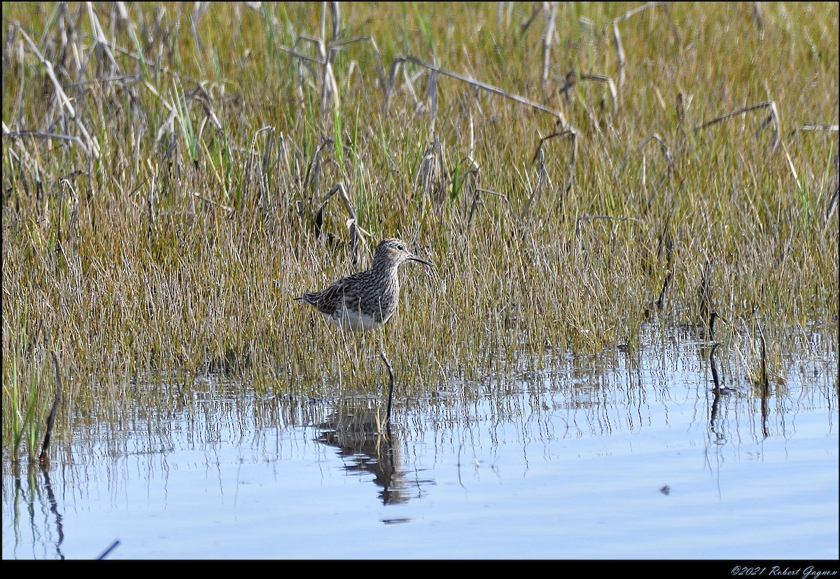 Pectoral Sandpiper - ML340871921