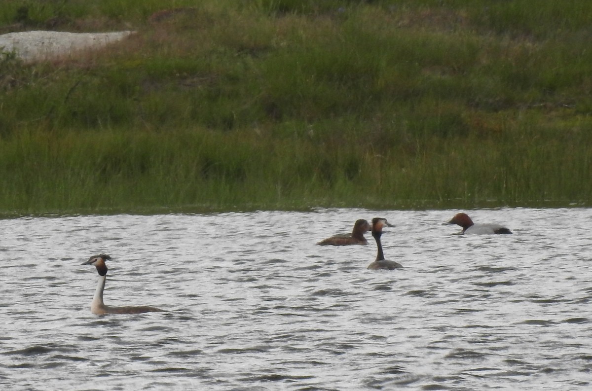 Great Crested Grebe - Pedro Moreira