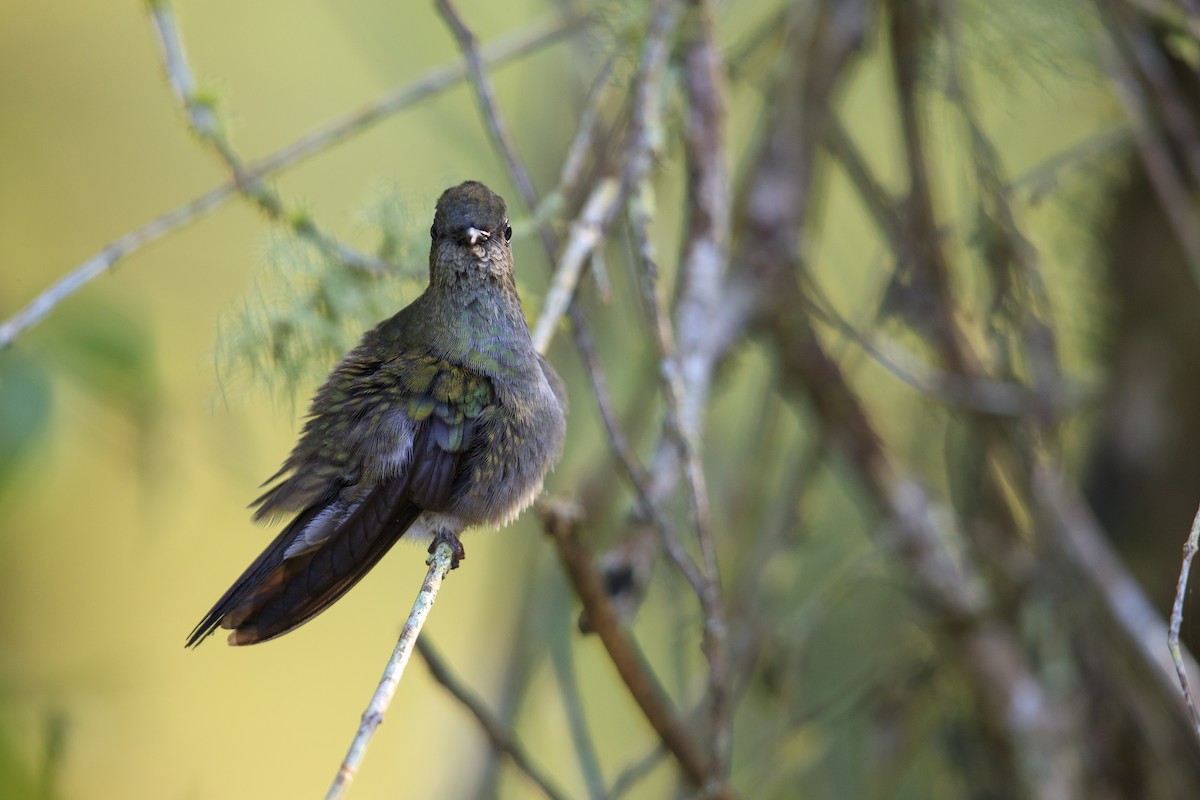 Sombre Hummingbird - Michael Stubblefield