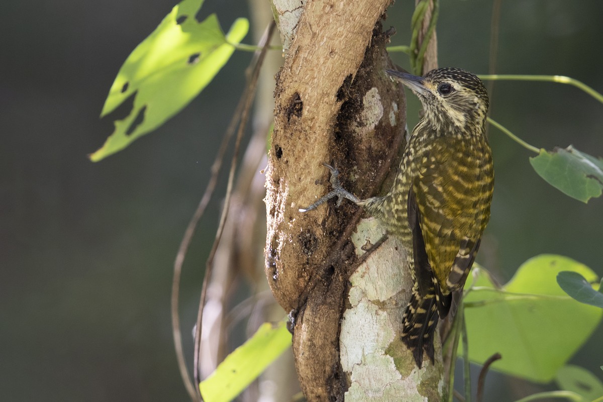 White-spotted Woodpecker - ML340875081