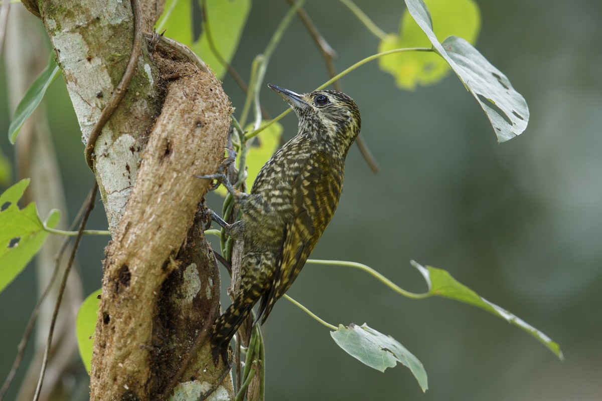 White-spotted Woodpecker - ML340875101