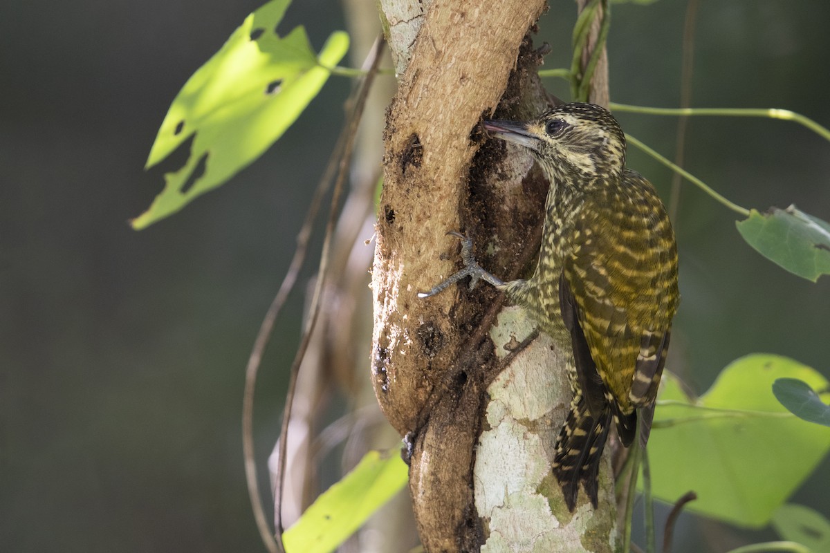 White-spotted Woodpecker - ML340875221