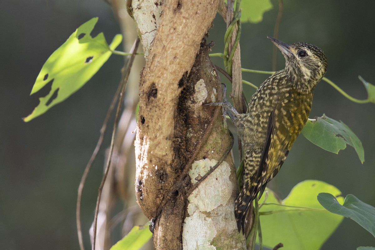 White-spotted Woodpecker - ML340875251