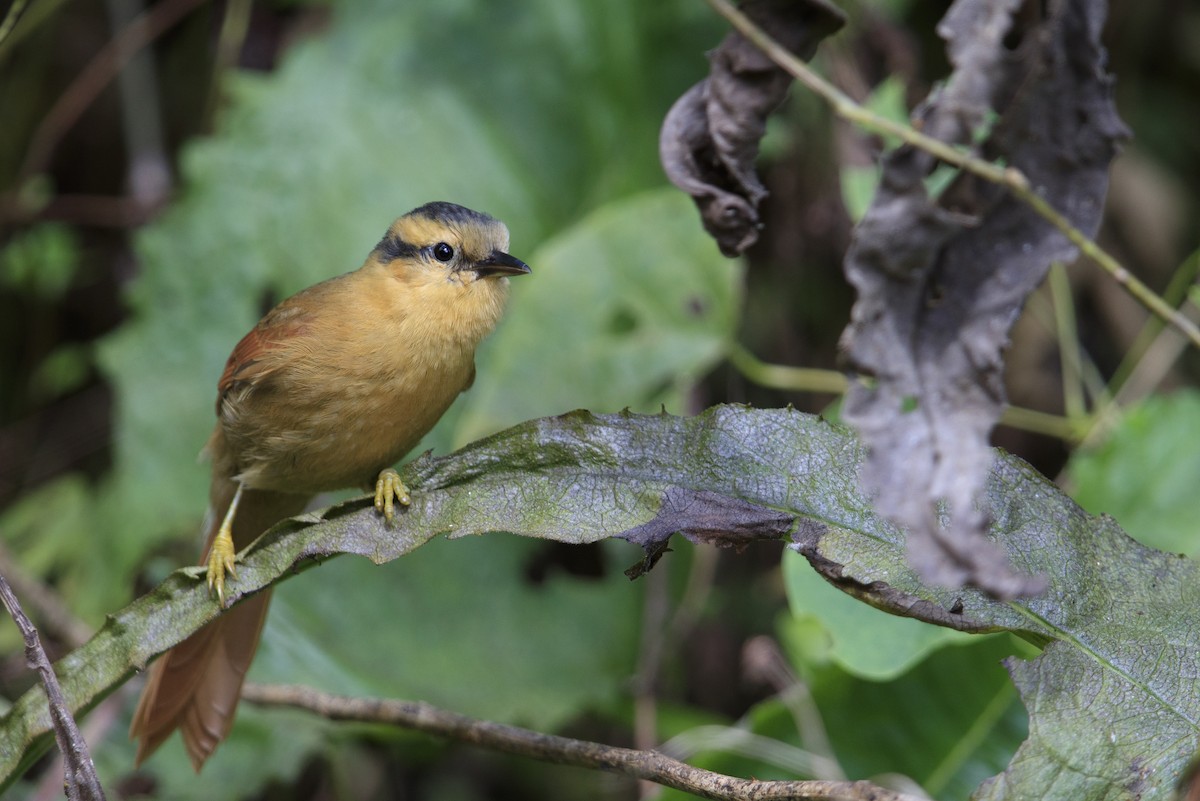 Buff-fronted Foliage-gleaner - ML340876171