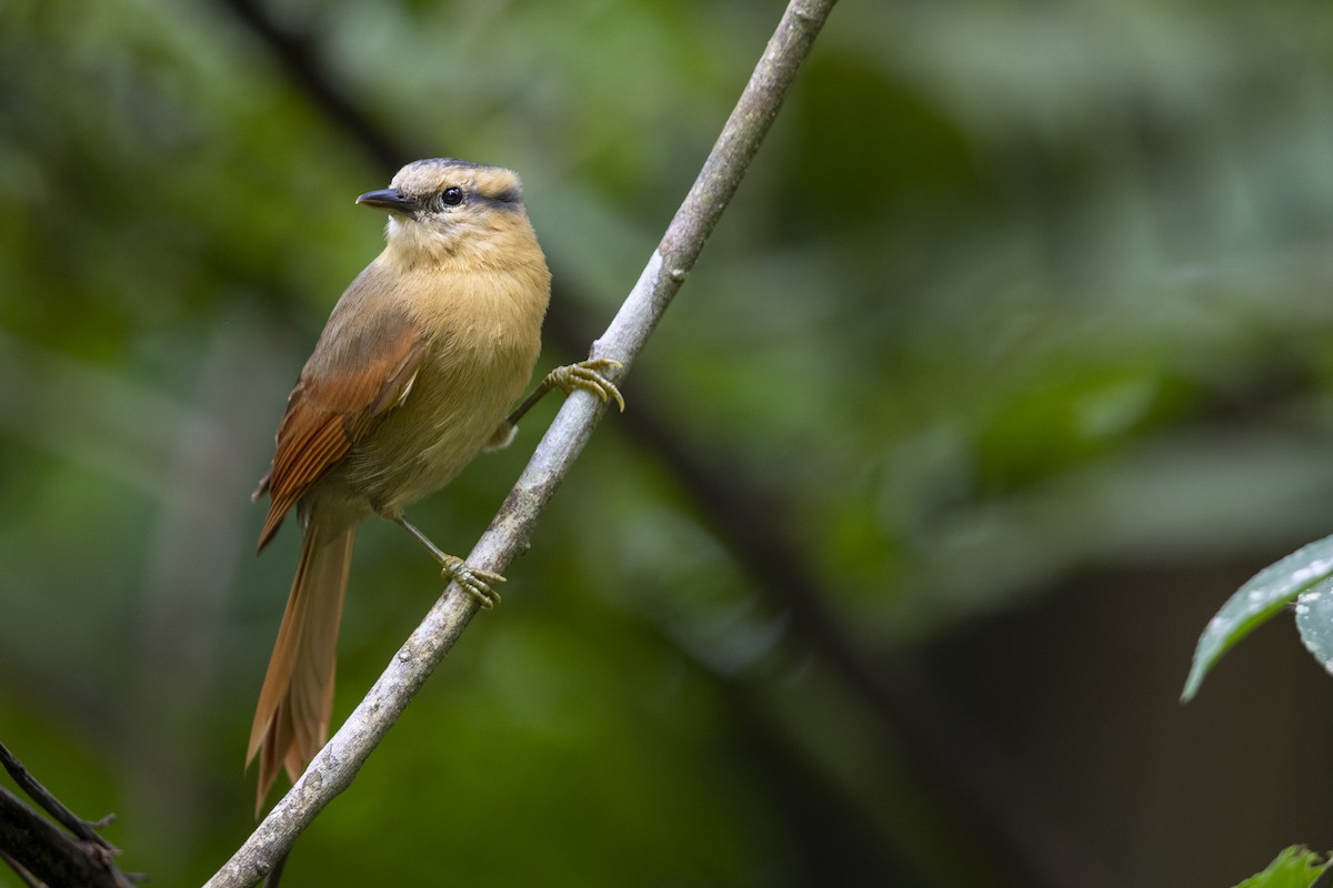 Buff-fronted Foliage-gleaner - ML340876261