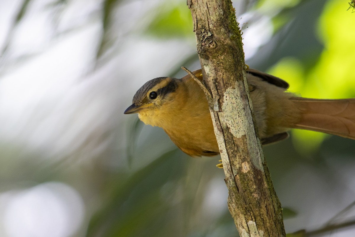 Ochre-breasted Foliage-gleaner - Michael Stubblefield