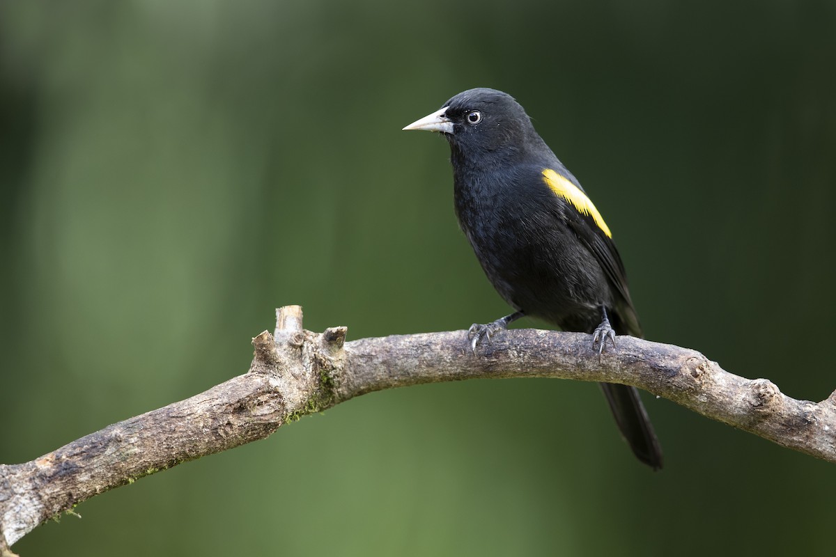 Golden-winged Cacique - Michael Stubblefield