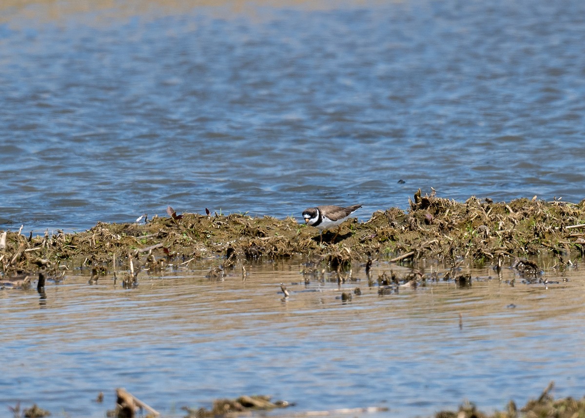 Semipalmated Plover - ML340878861