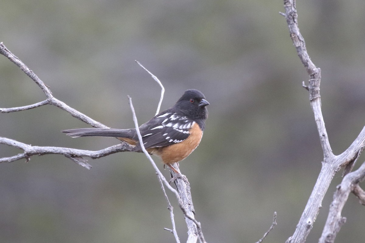 Spotted Towhee - ML340878961