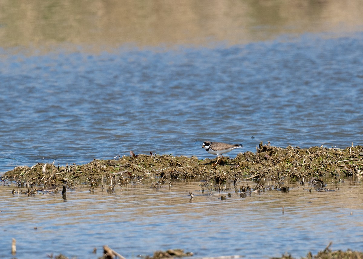 Semipalmated Plover - ML340879421