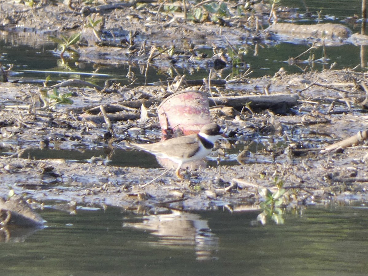 Semipalmated Plover - ML340880781