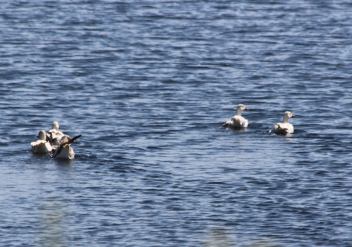 Snow Goose - ML340881141