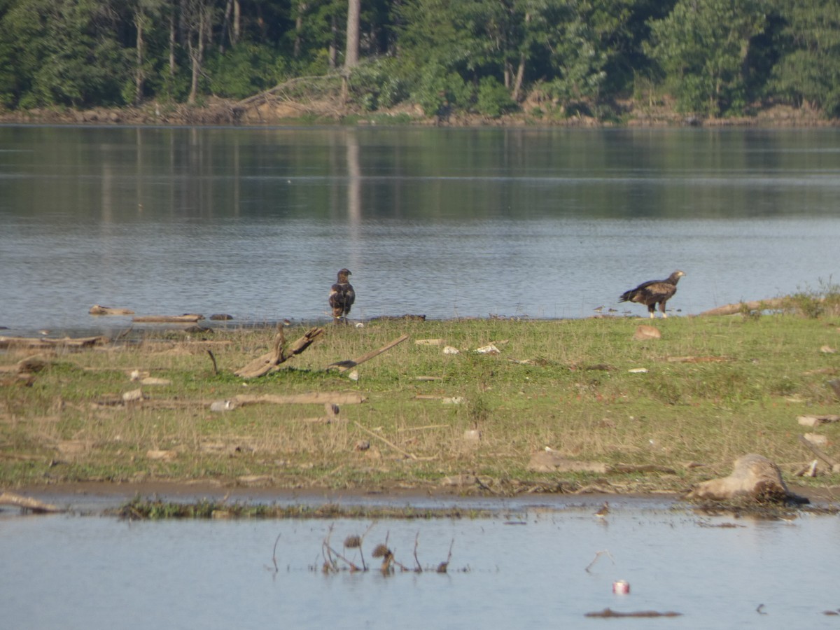 Weißkopf-Seeadler - ML340881331