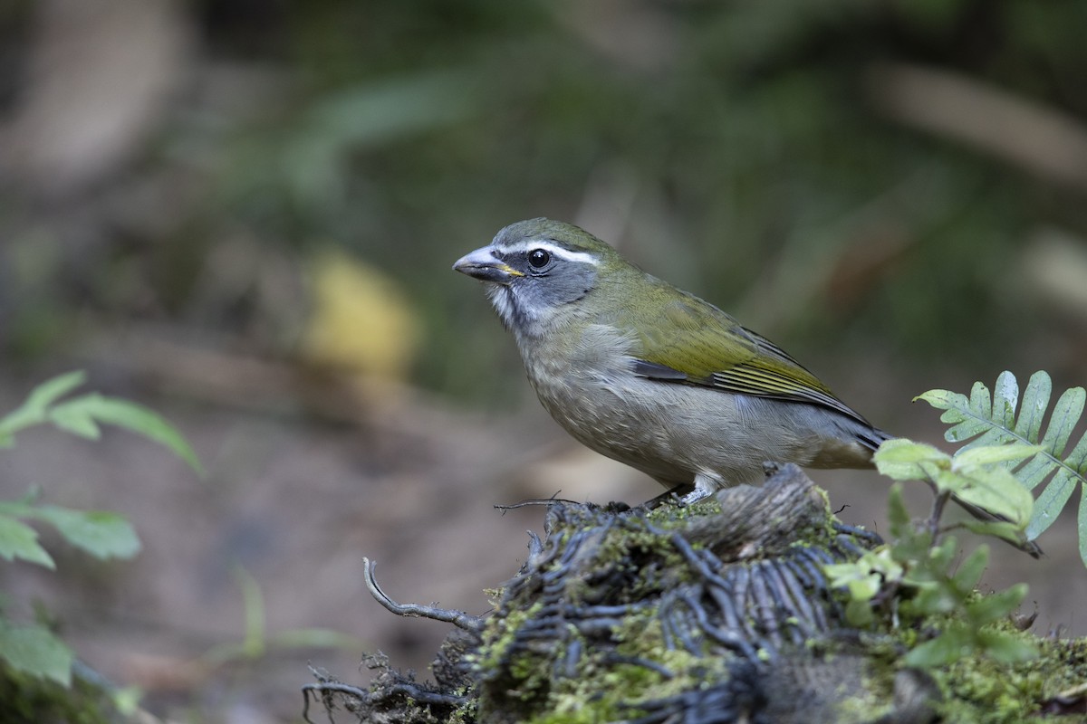 Green-winged Saltator - Michael Stubblefield