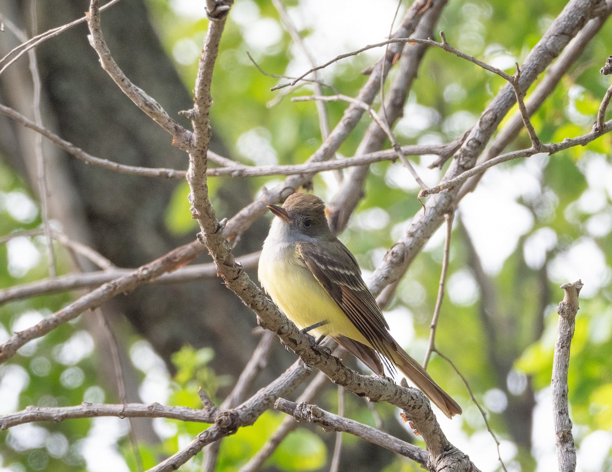 Great Crested Flycatcher - ML340881911