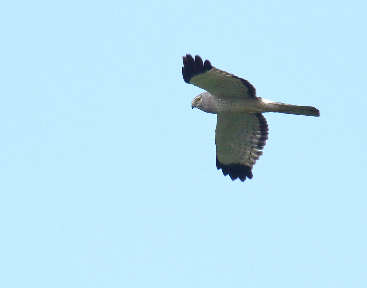 Northern Harrier - ML340883061