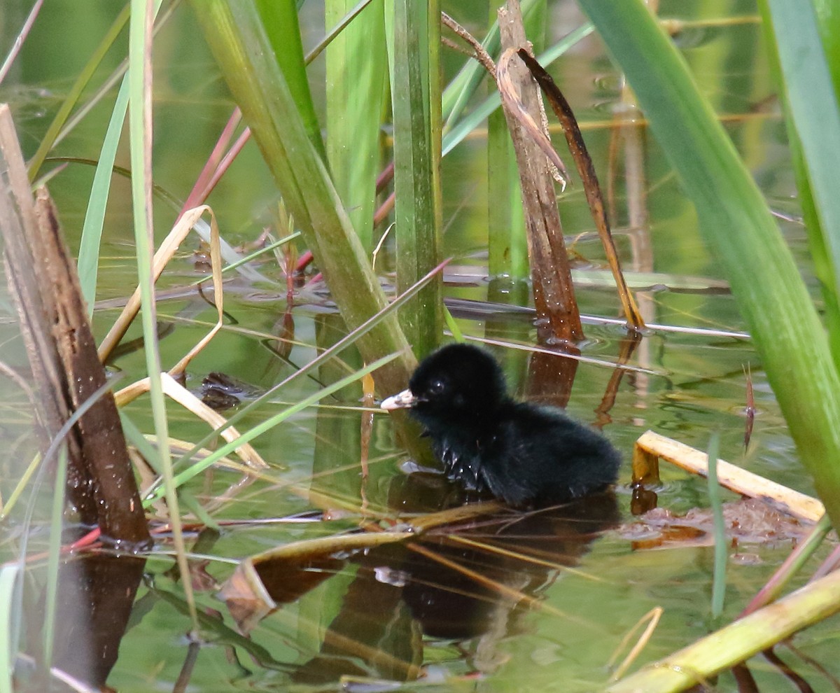 Virginia Rail - Greg Gillson