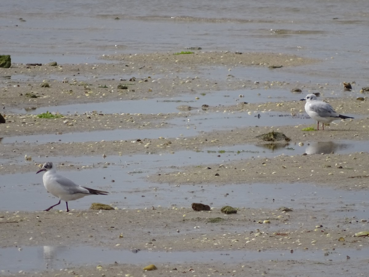 Bonaparte's Gull - ML340883941