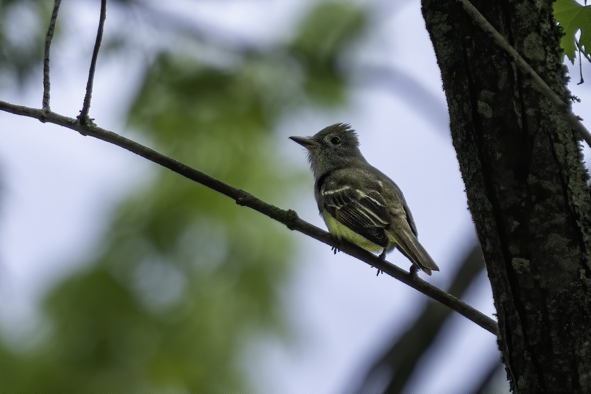 Great Crested Flycatcher - ML340884481