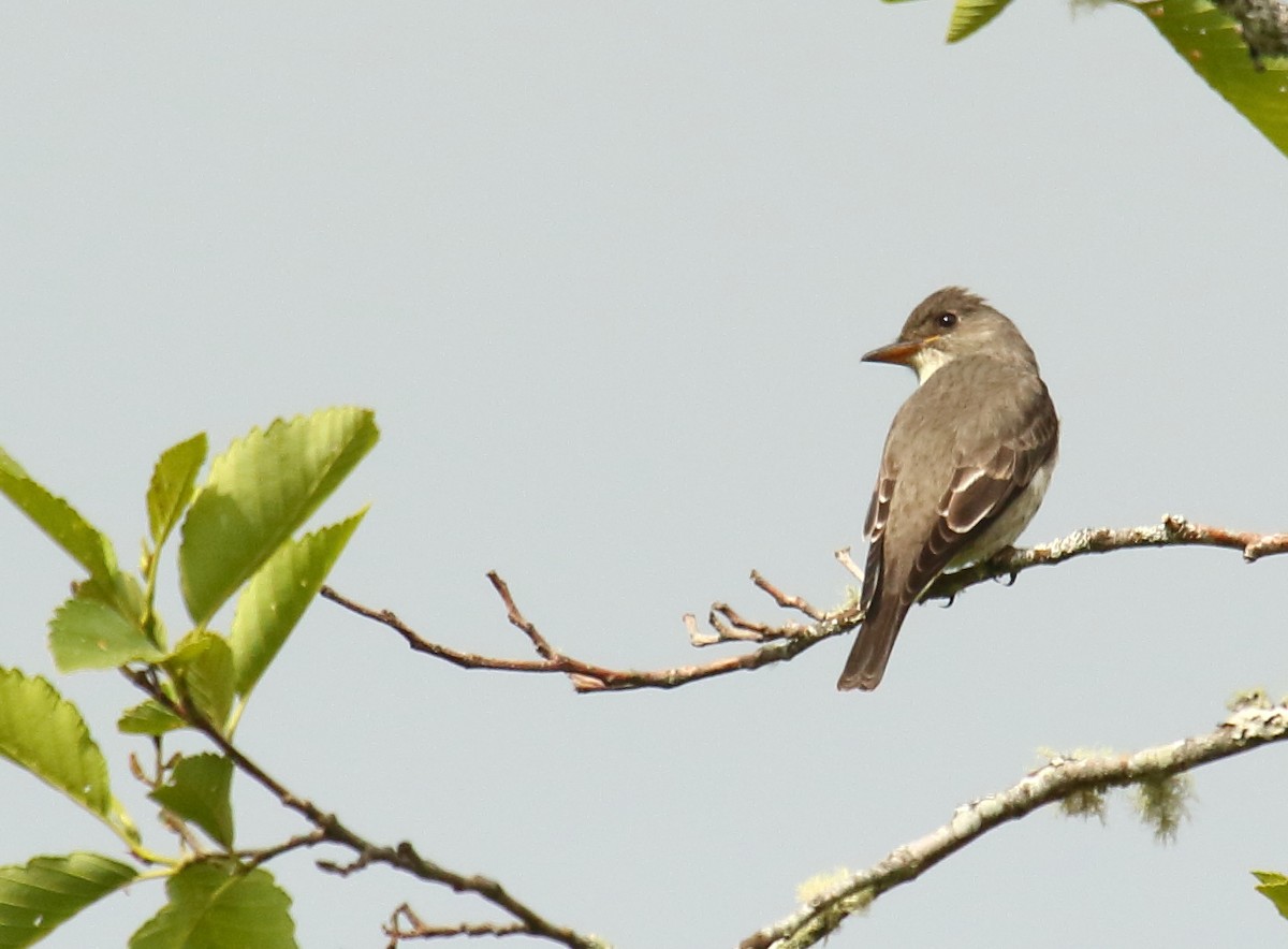 Olivflanken-Schnäppertyrann - ML340885031