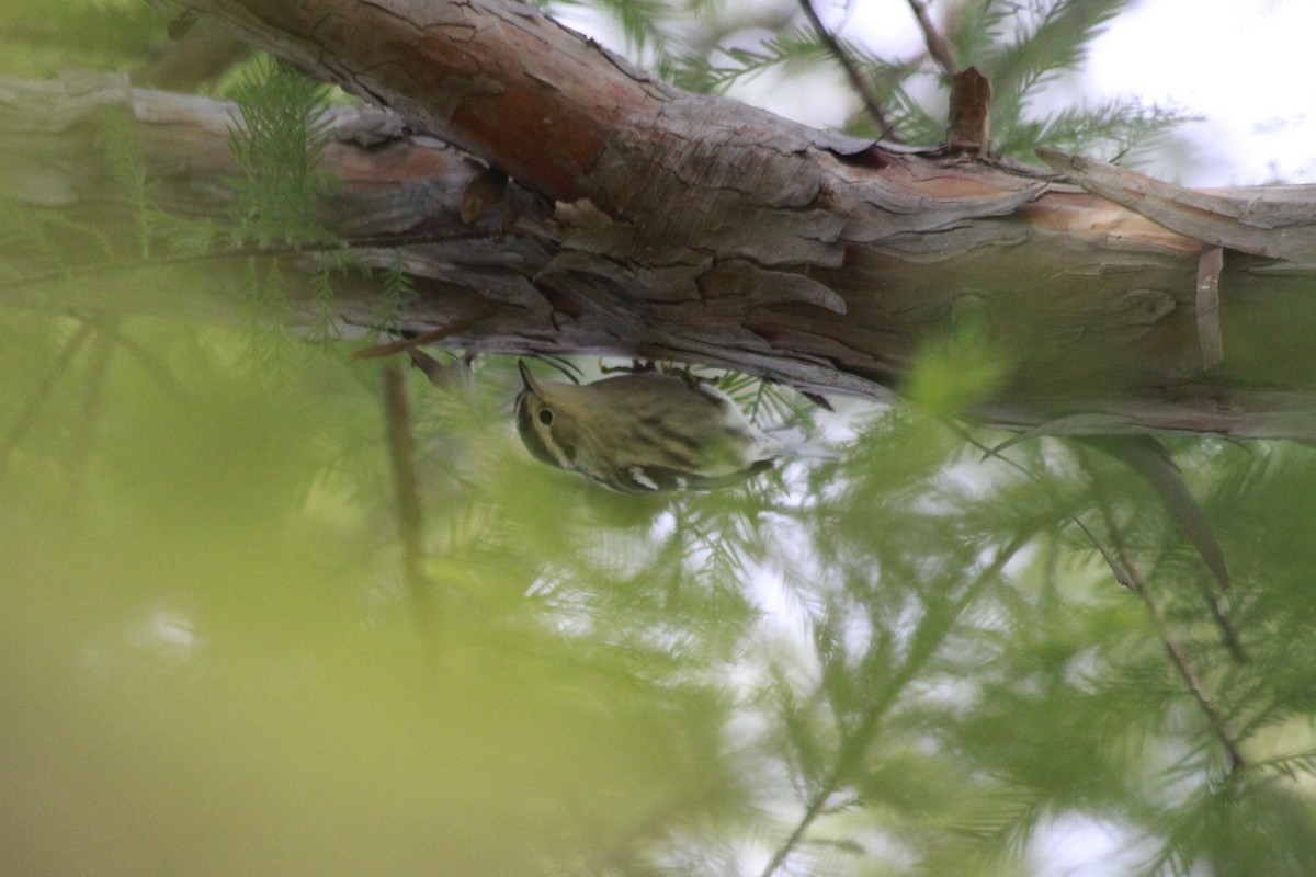 Black-and-white Warbler - ML34088551