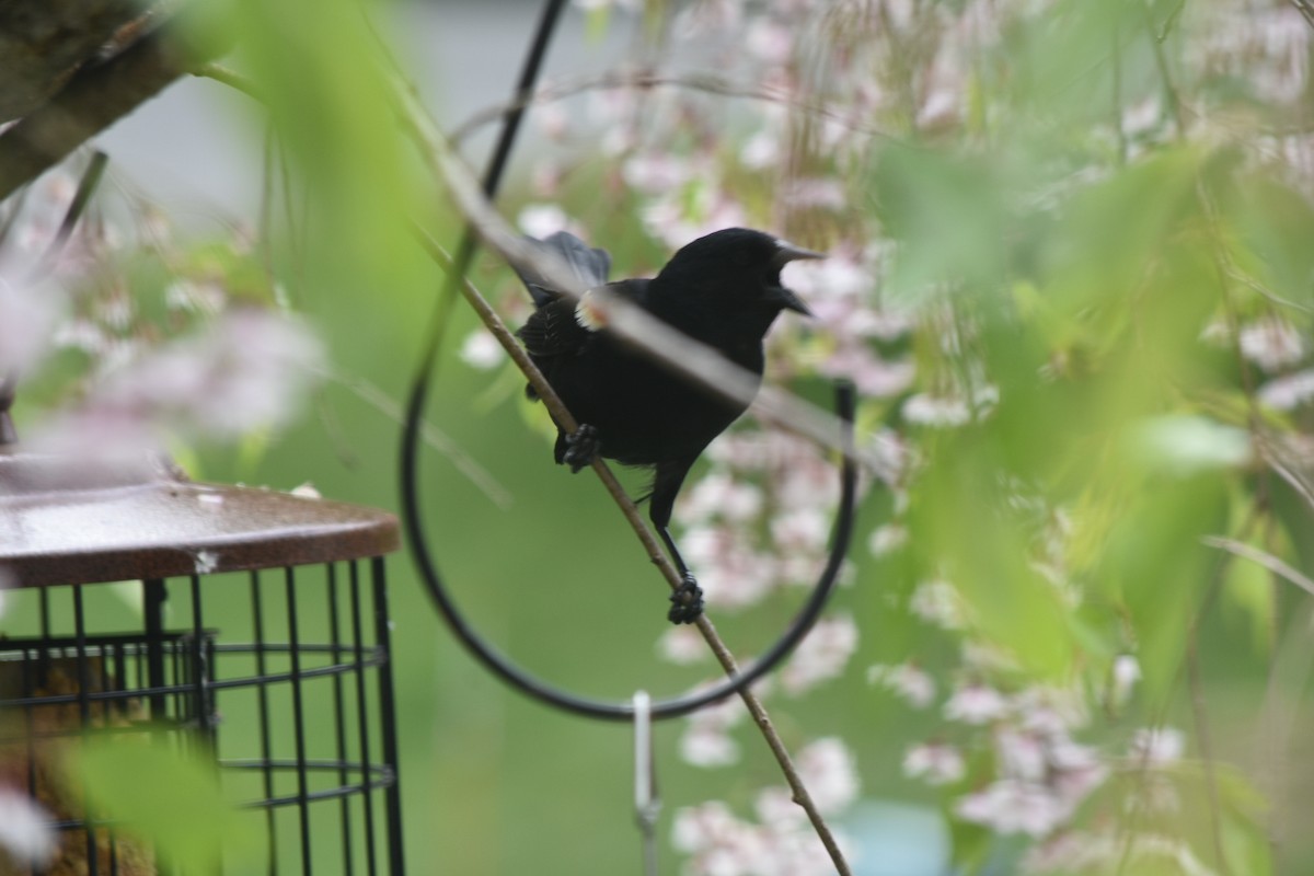 Red-winged Blackbird - Kaeli Caplice