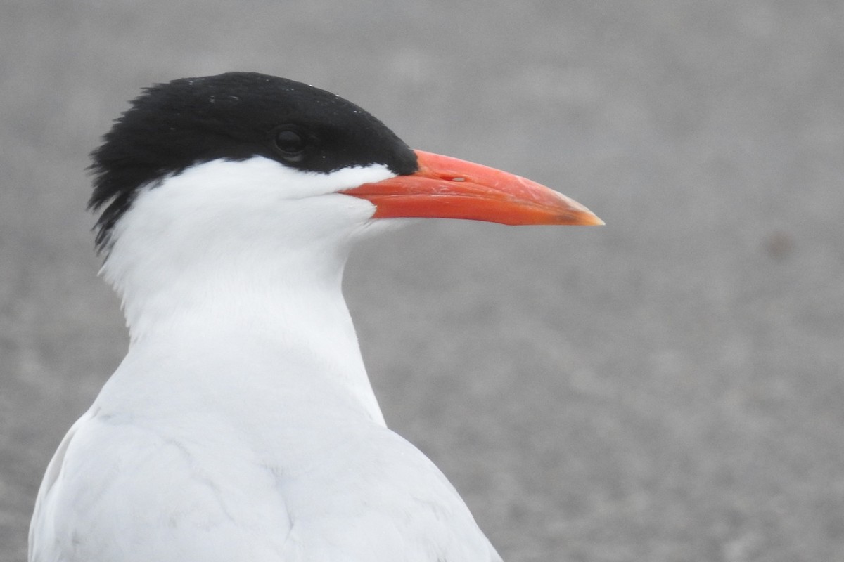 Caspian Tern - Dan Belter