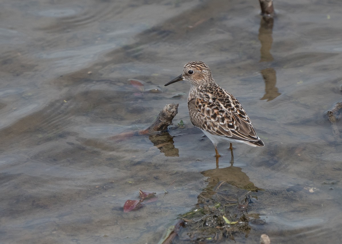 pygmésnipe - ML340889771