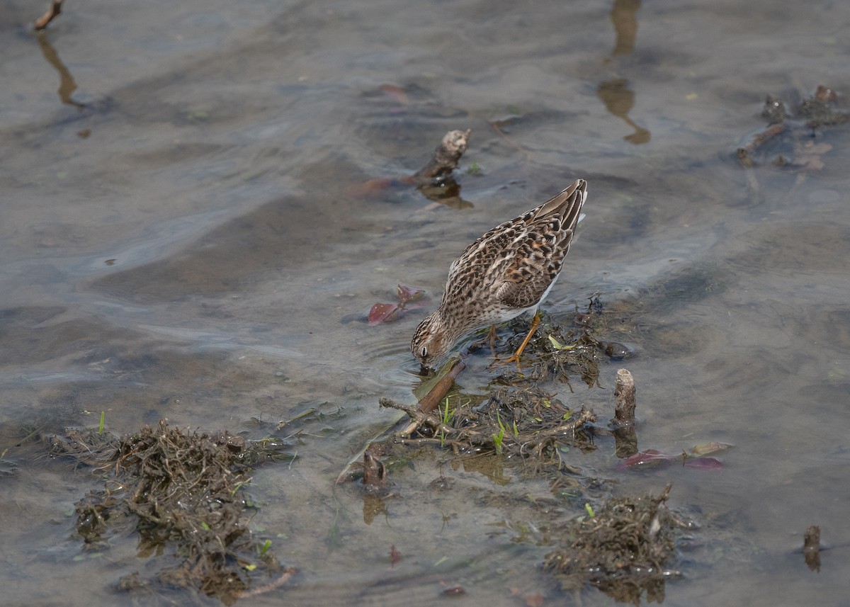 pygmésnipe - ML340890331