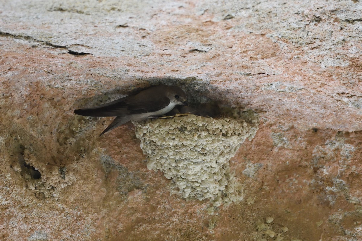 Eurasian Crag-Martin - ML340891321