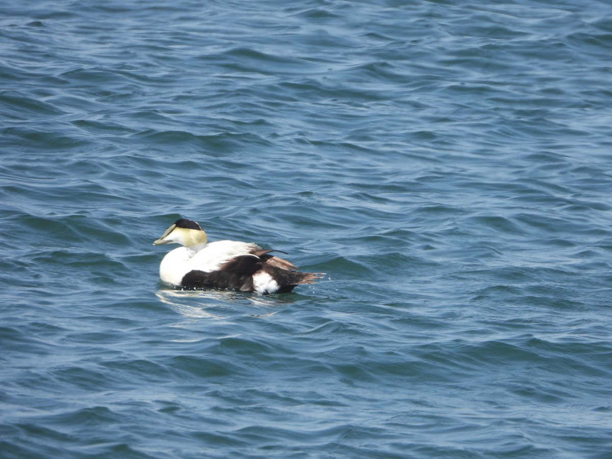 Common Eider - ML340892011