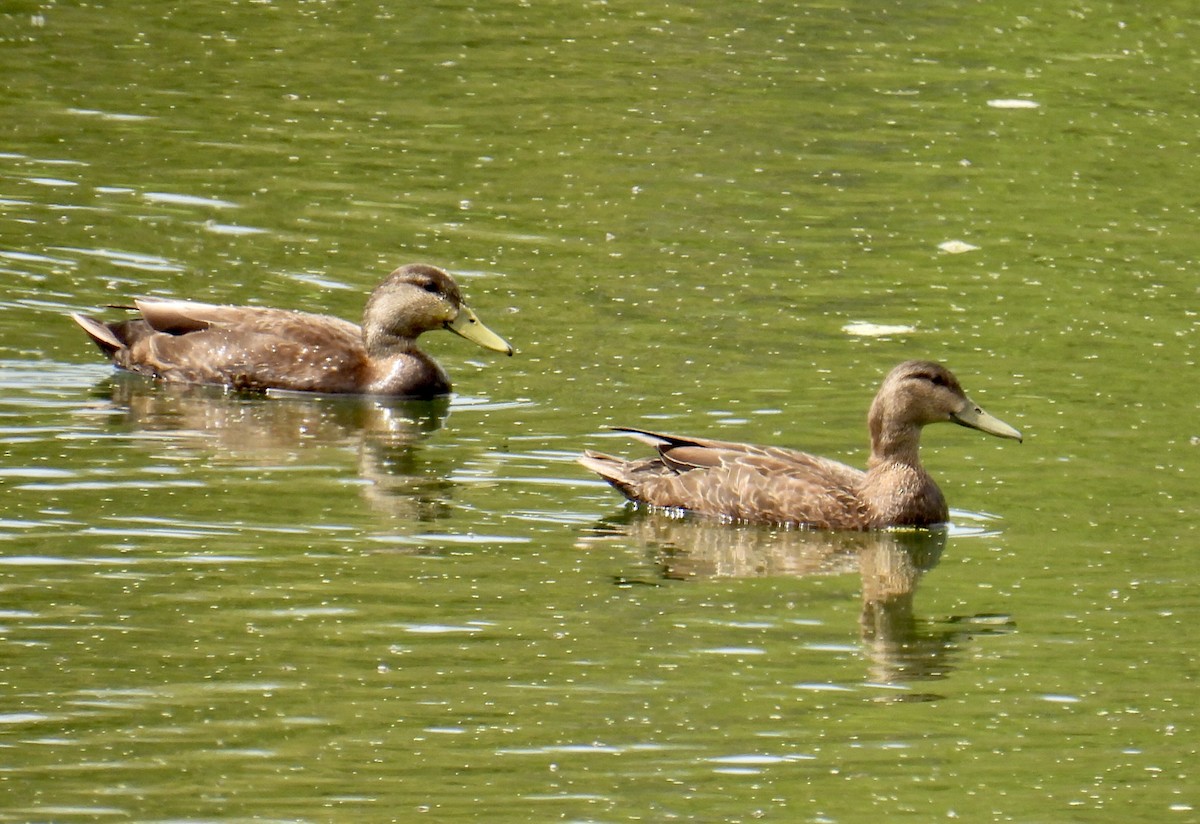 American Black Duck - ML340893961