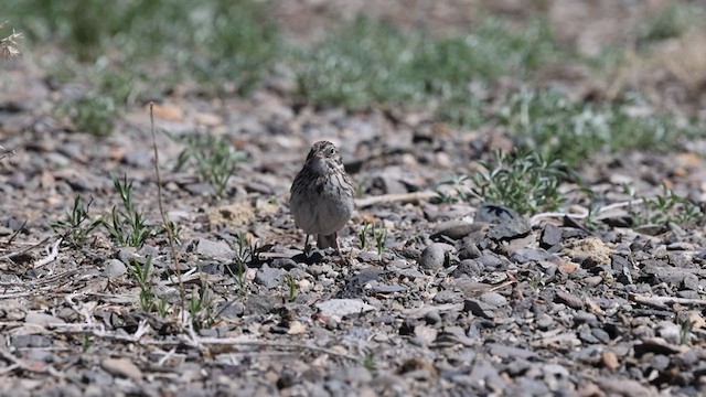 Vesper Sparrow - ML340894651