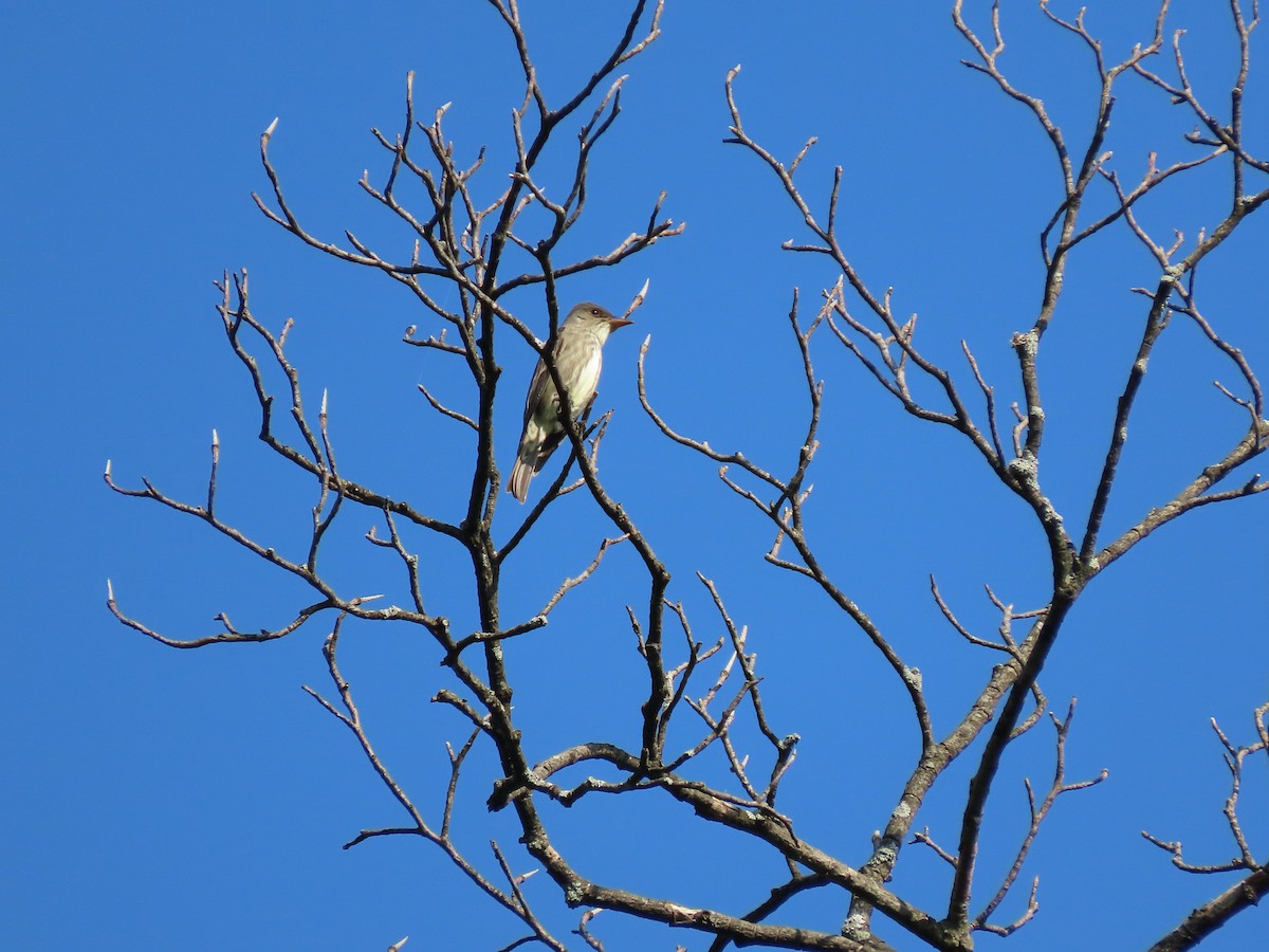 Olive-sided Flycatcher - ML340894741