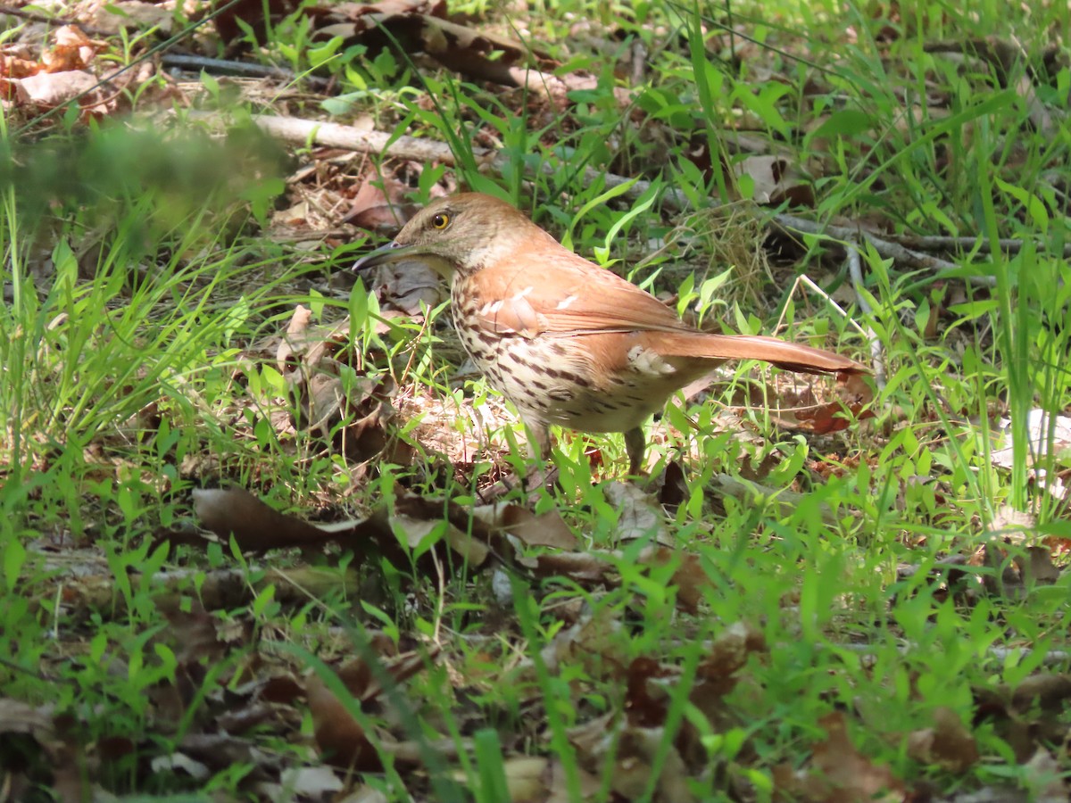 Brown Thrasher - Kevin Cronin