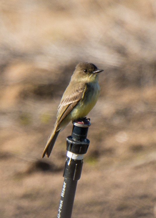 Eastern Phoebe - ML340895671