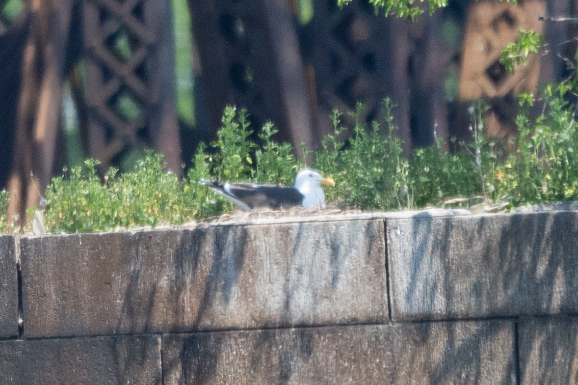 racek mořský - ML340895711