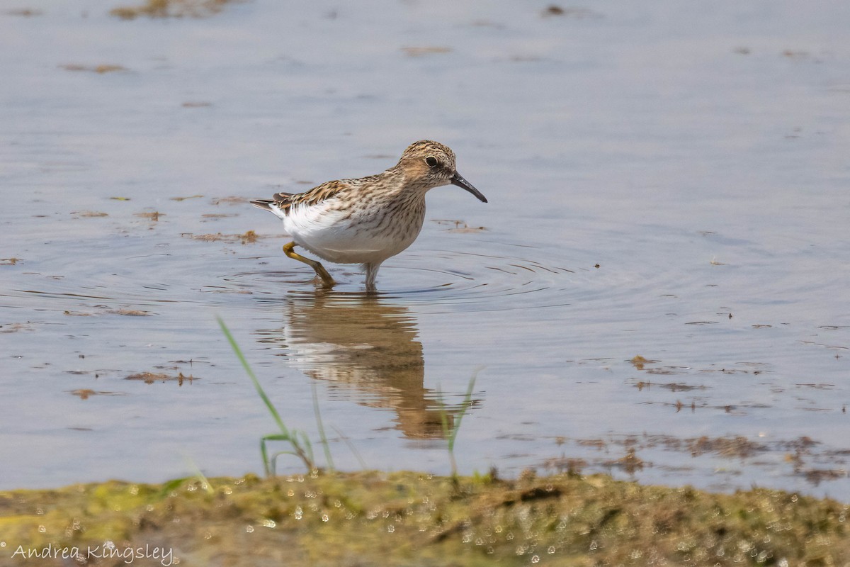 Least Sandpiper - ML340896011
