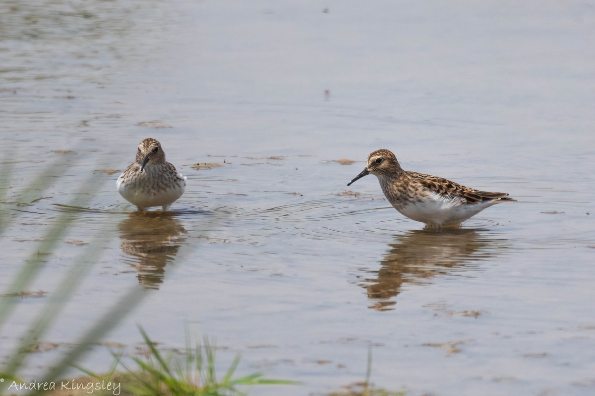 Least Sandpiper - ML340896031