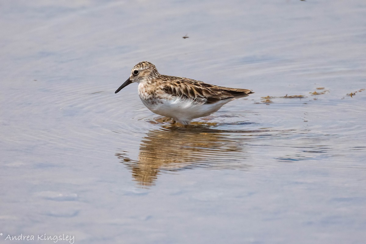 Least Sandpiper - ML340896051