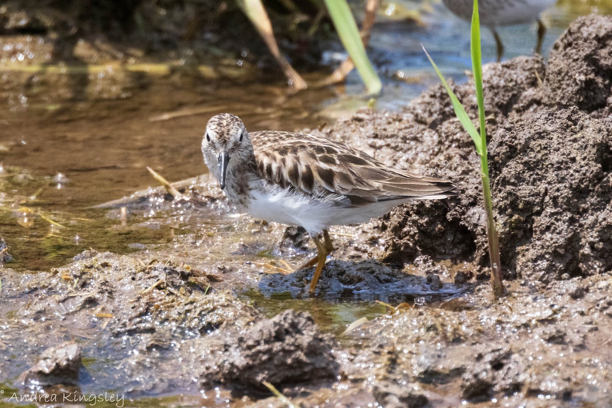 Least Sandpiper - ML340896071