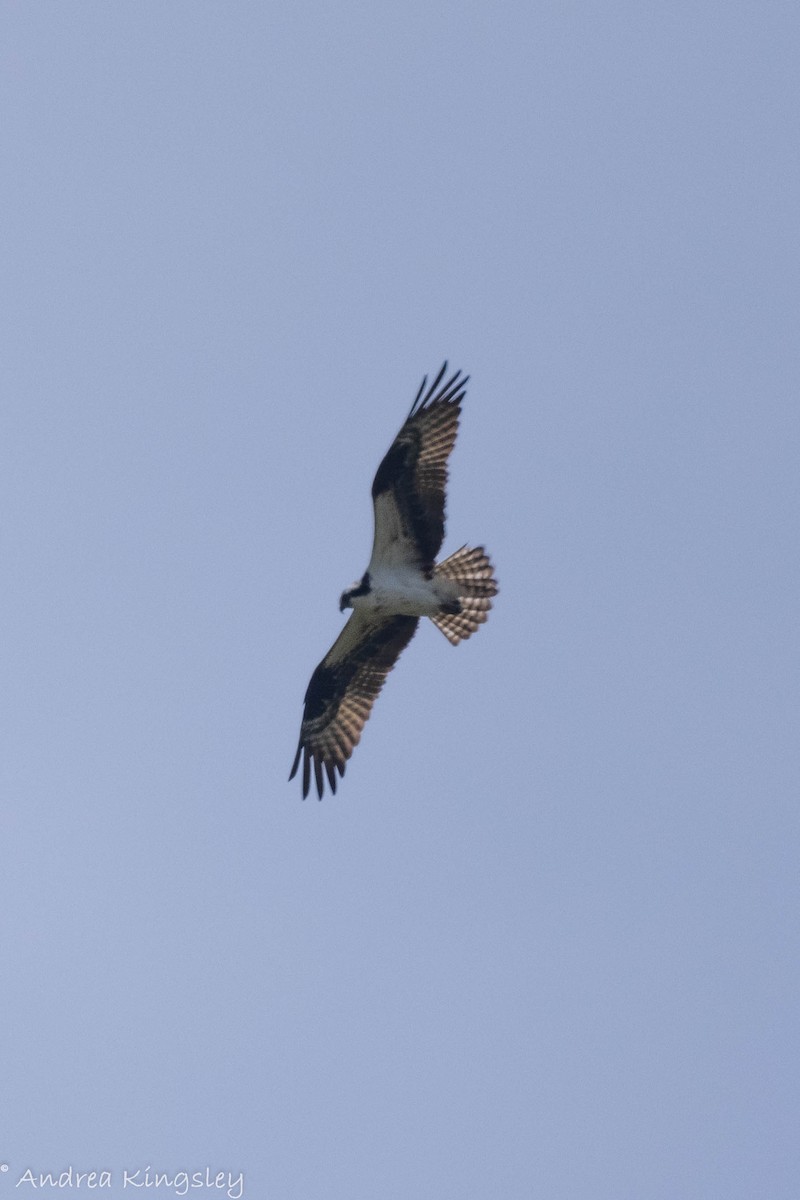 Osprey - ML340896121