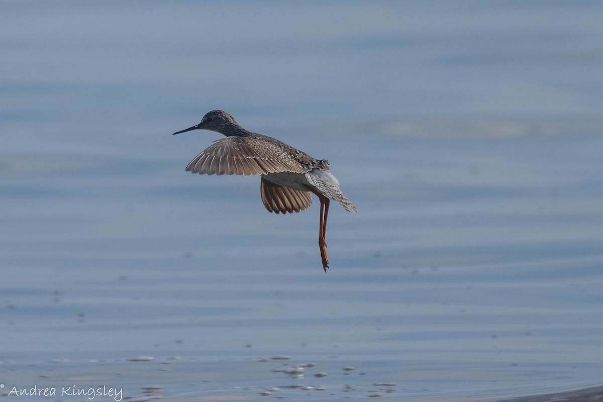 Lesser Yellowlegs - ML340897041