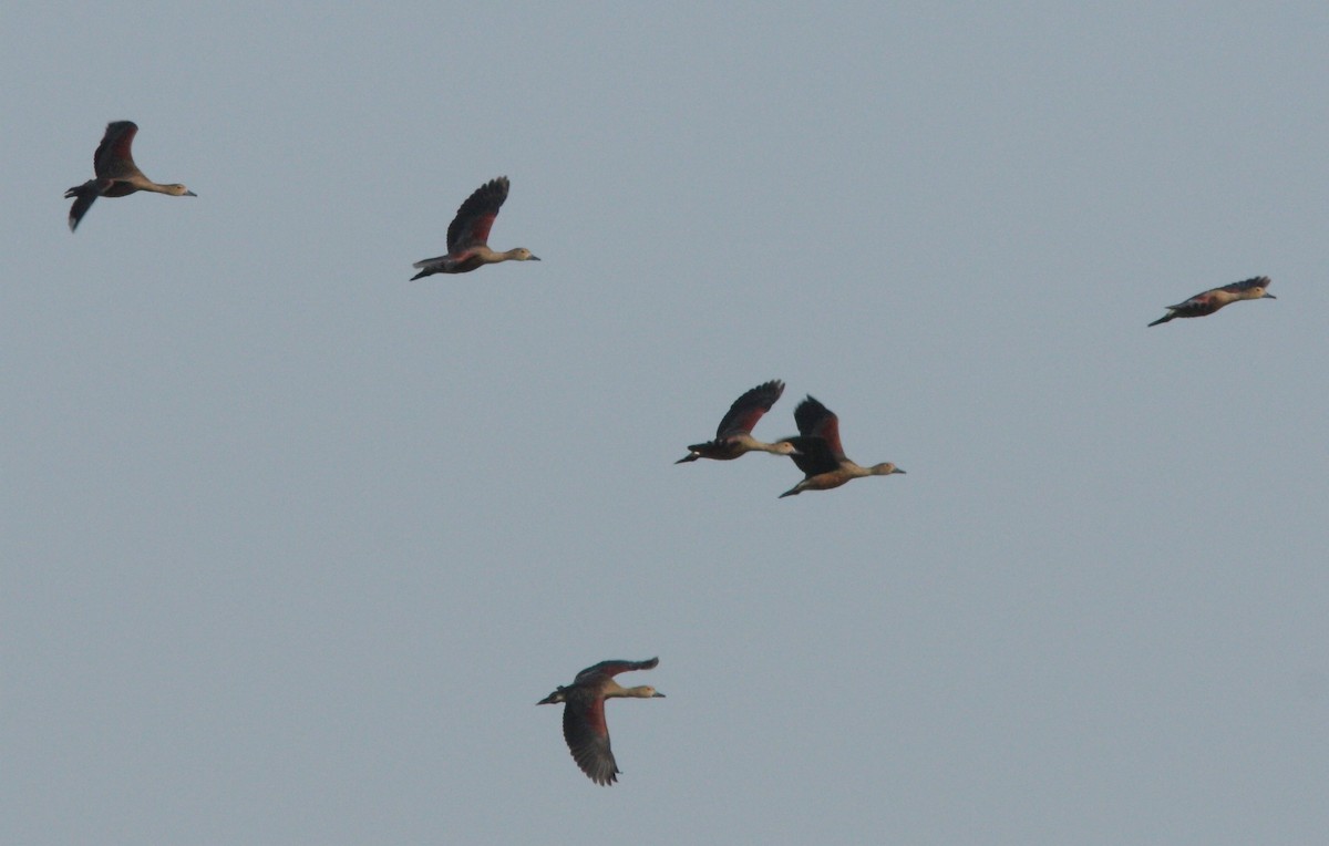 Dendrocygne siffleur - ML34089851