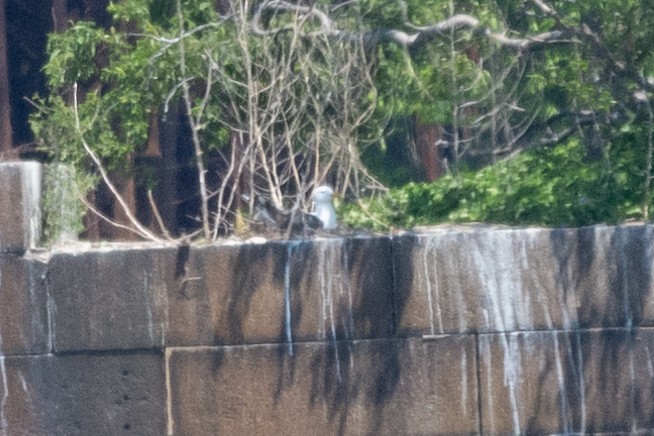 racek mořský - ML340899481