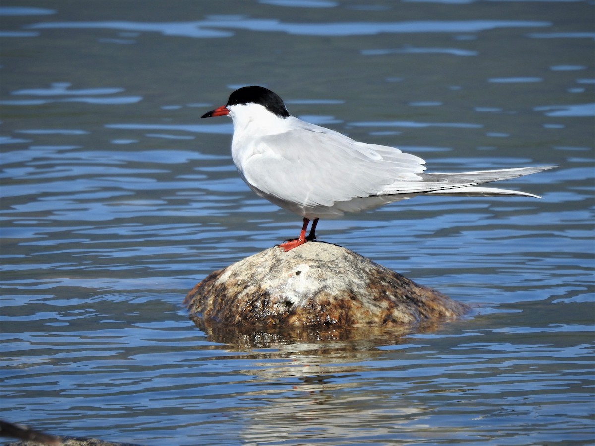 Common Tern - ML340900651