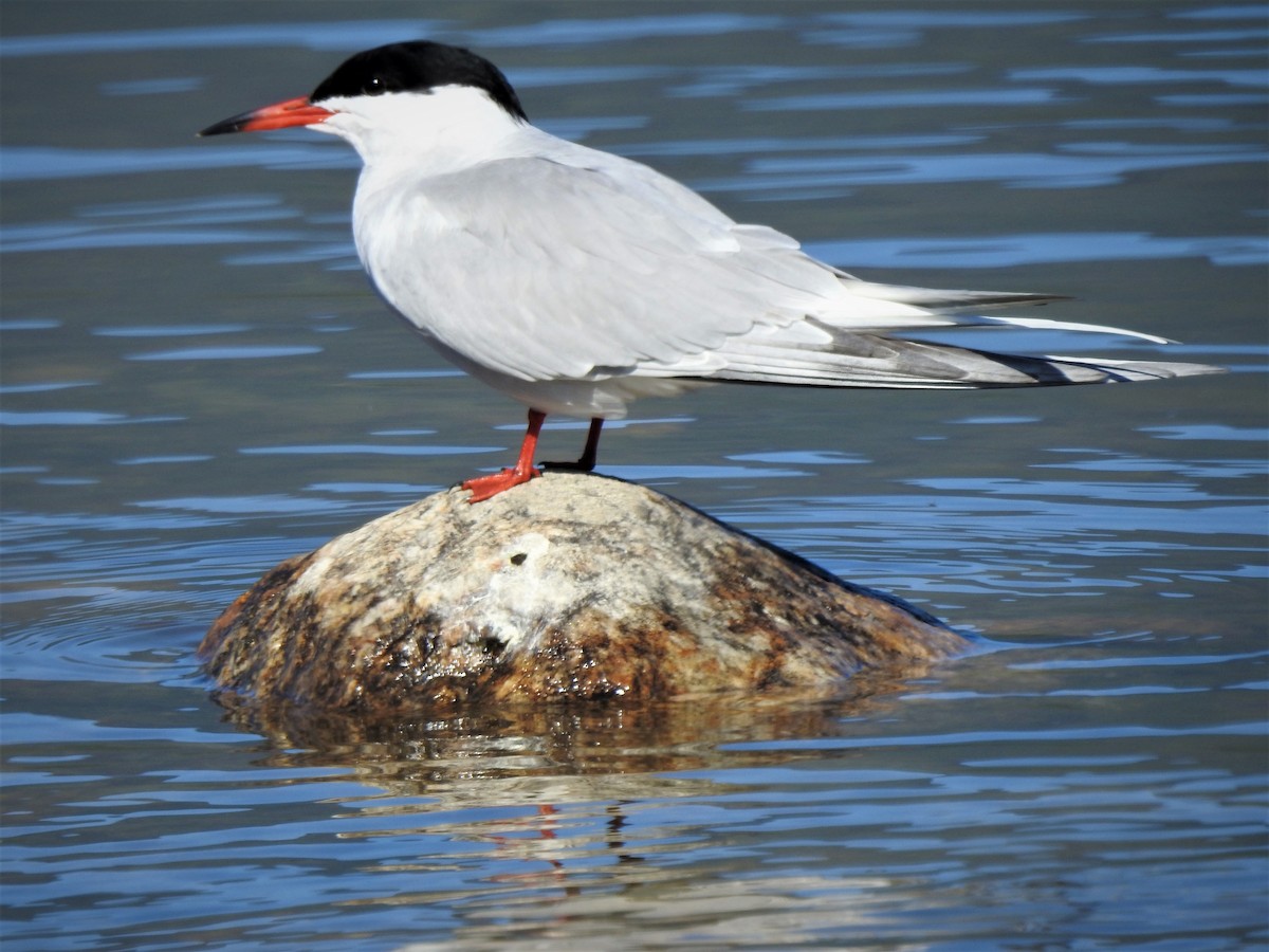 Common Tern - ML340900661